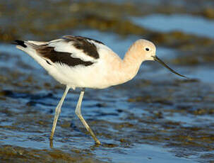 Avocette d'Amérique