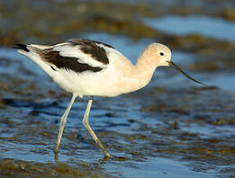 Avocette d'Amérique