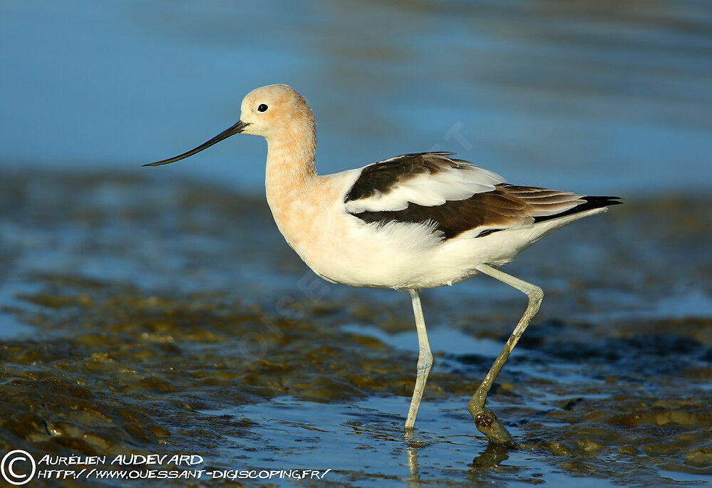 Avocette d'Amérique