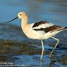 Avocette d'Amérique