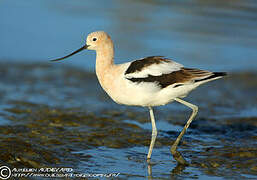 Avocette d'Amérique