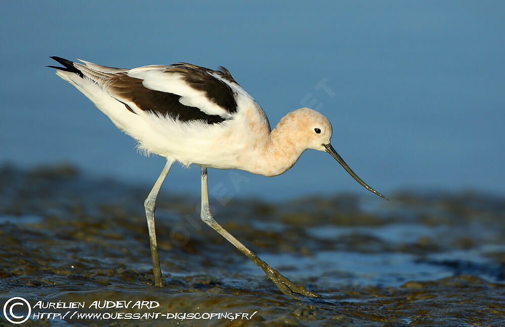 Avocette d'Amériqueadulte internuptial