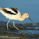Avocette d'Amérique