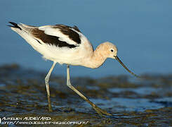 American Avocet