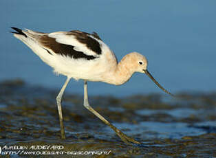 Avocette d'Amérique