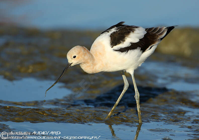 American Avocet male adult transition, fishing/hunting