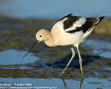 Avocette d'Amérique