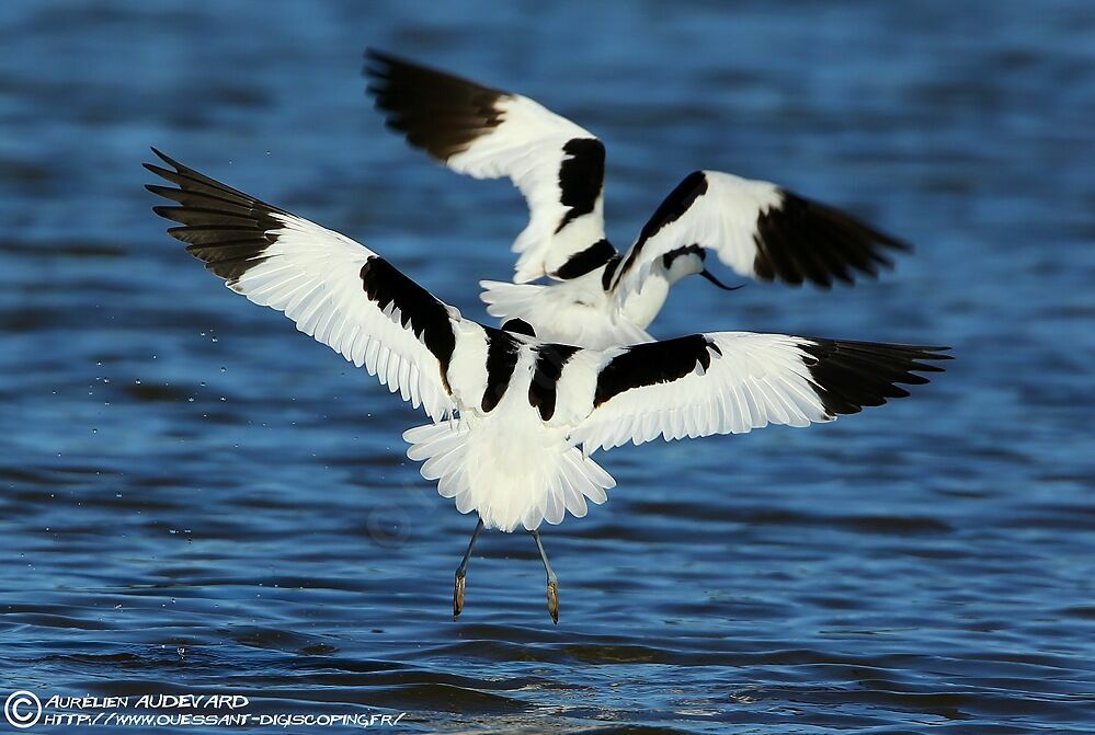 Pied Avocetadult breeding, Flight