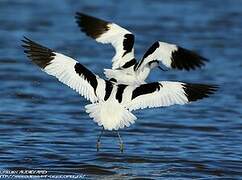 Avocette élégante