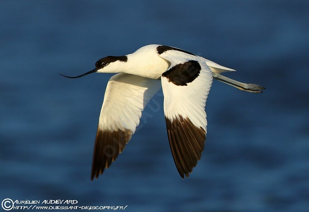 Avocette éléganteadulte nuptial, Vol