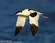 Avocette élégante