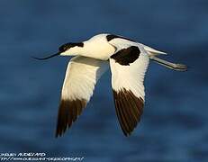 Pied Avocet