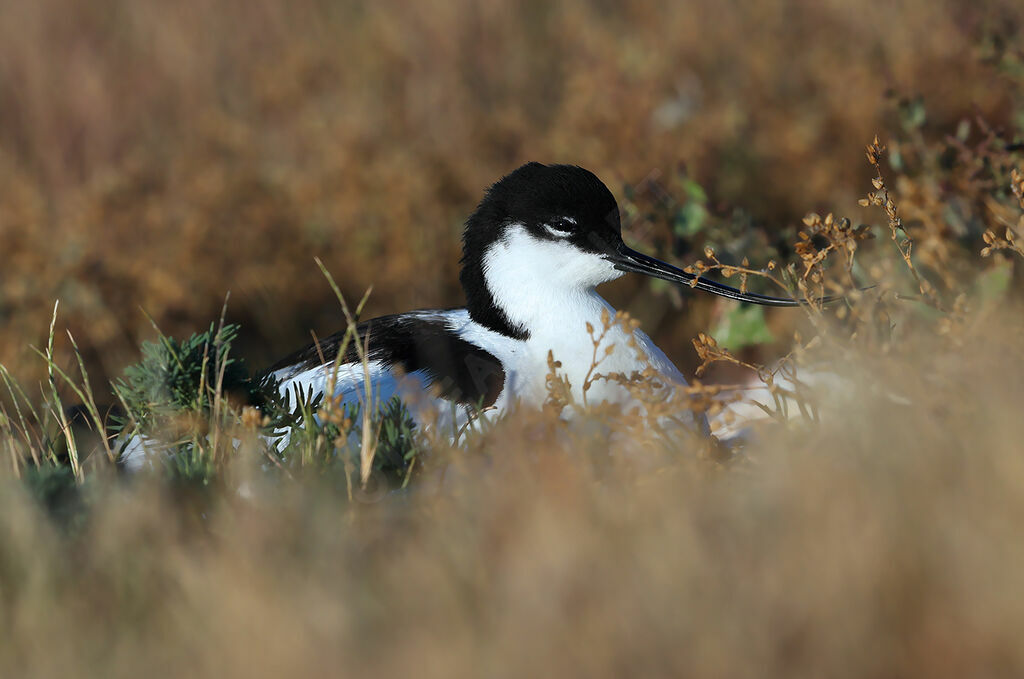 Avocette éléganteadulte nuptial, identification, Nidification