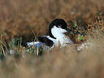 Avocette élégante