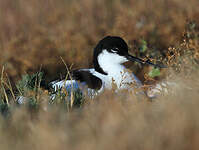 Avocette élégante