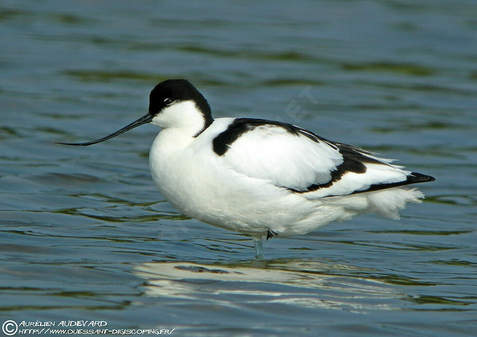 Avocette élégante