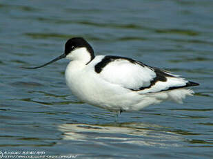 Avocette élégante