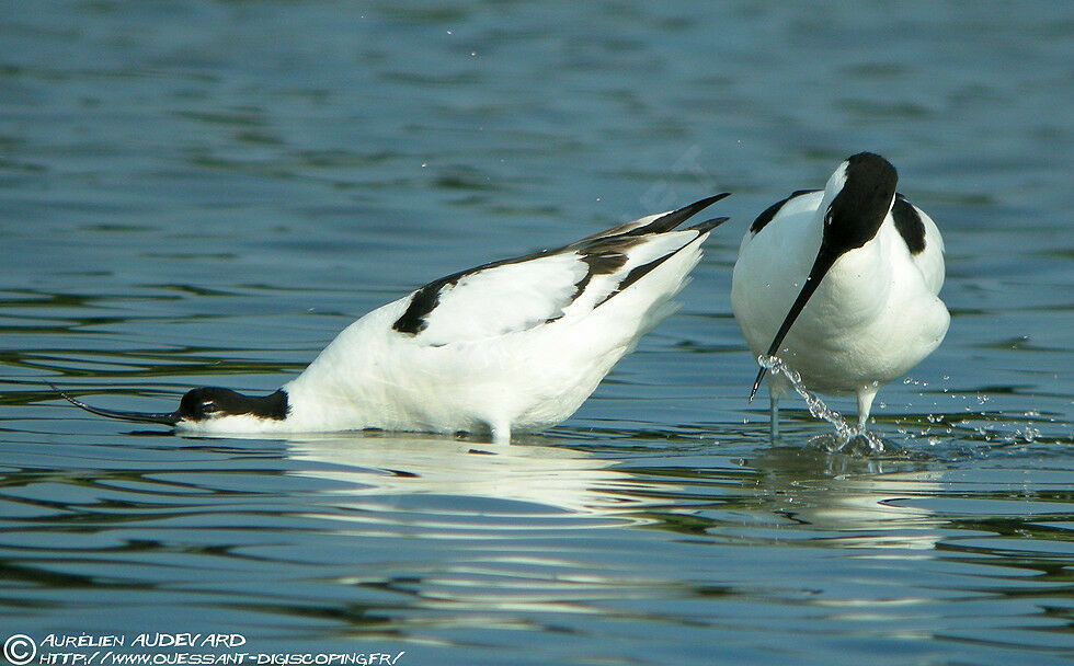 Avocette élégante , Nidification, Comportement