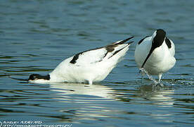 Pied Avocet