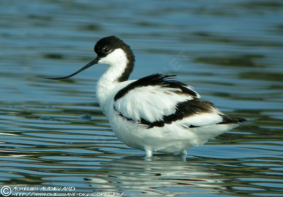 Pied Avocet