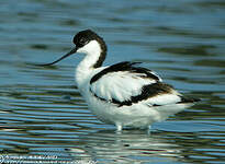 Avocette élégante