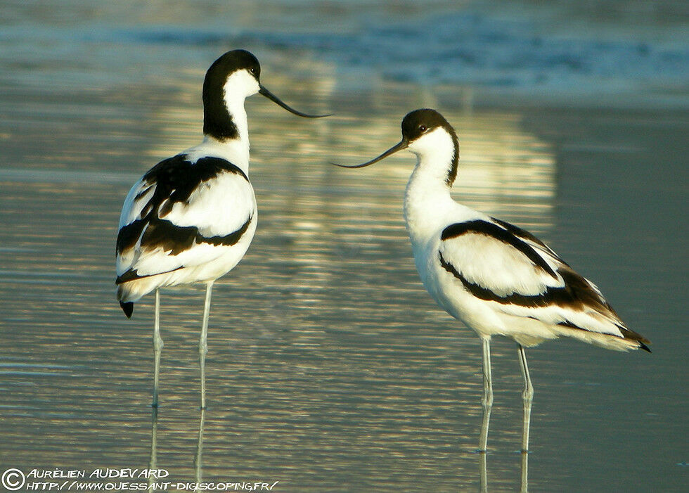 Pied Avocet adult breeding