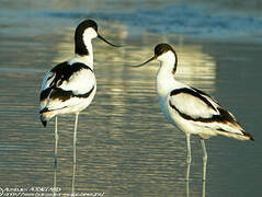 Avocette élégante