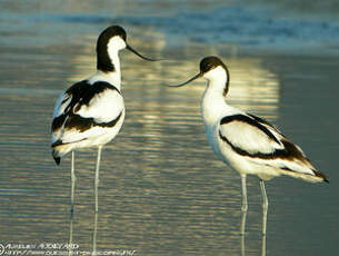 Avocette élégante