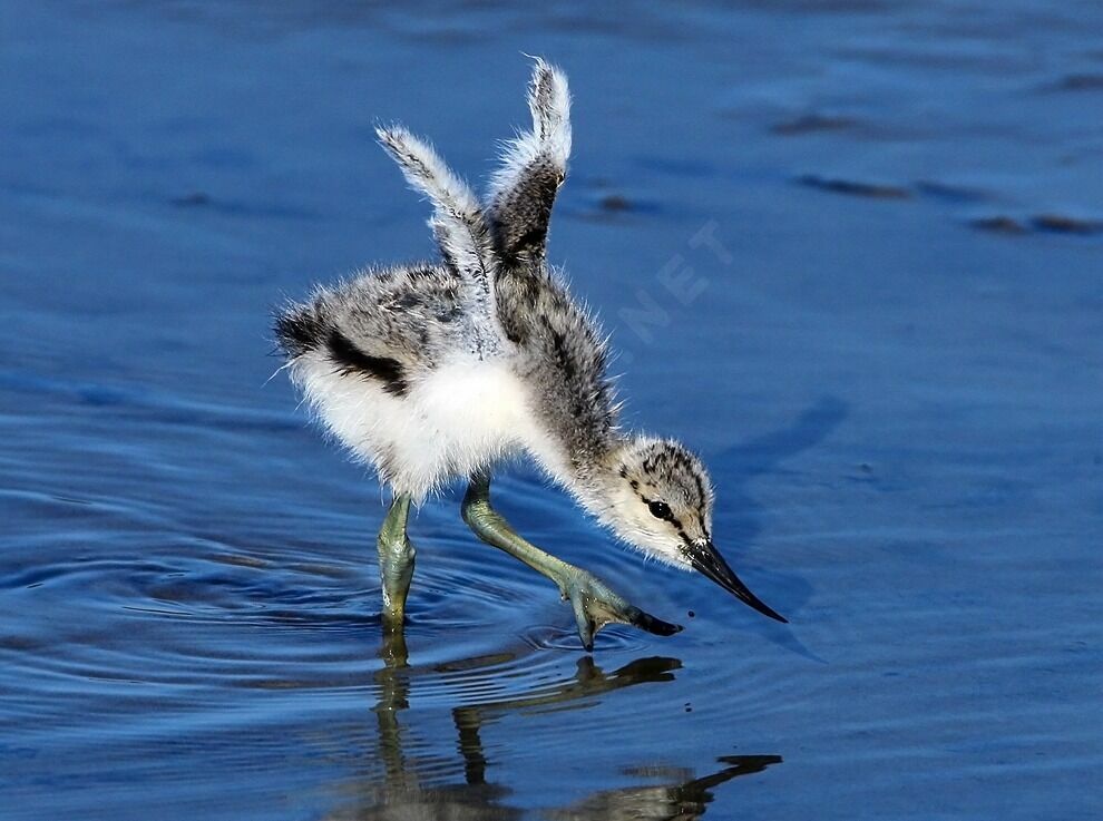 Avocette éléganteimmature, Nidification