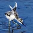 Avocette élégante