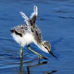 Avocette élégante