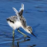 Pied Avocet