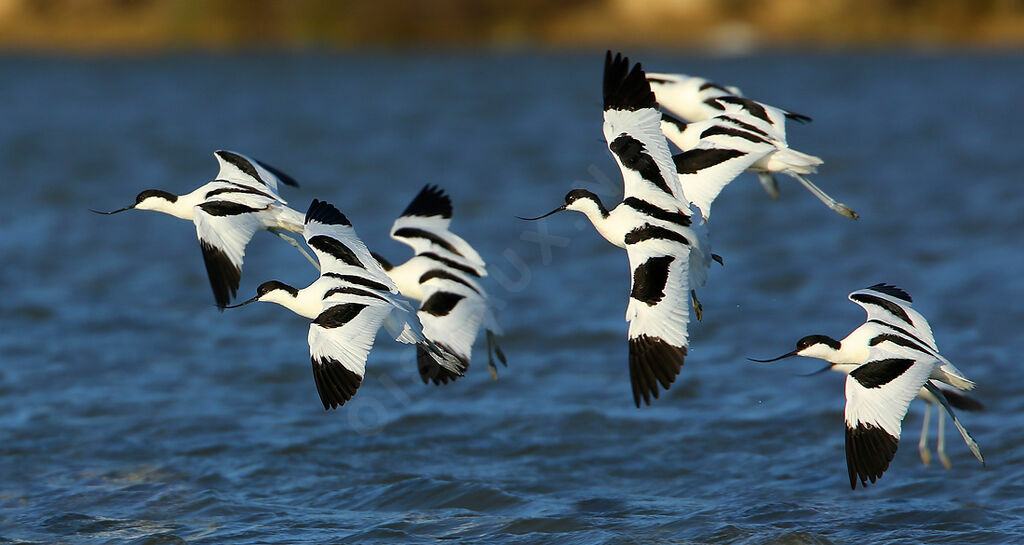 Avocette éléganteadulte, Vol