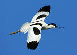 Avocette élégante