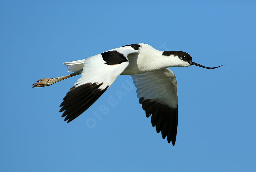 Avocette éléganteadulte nuptial, Vol