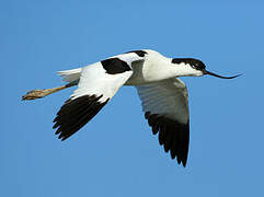 Pied Avocet