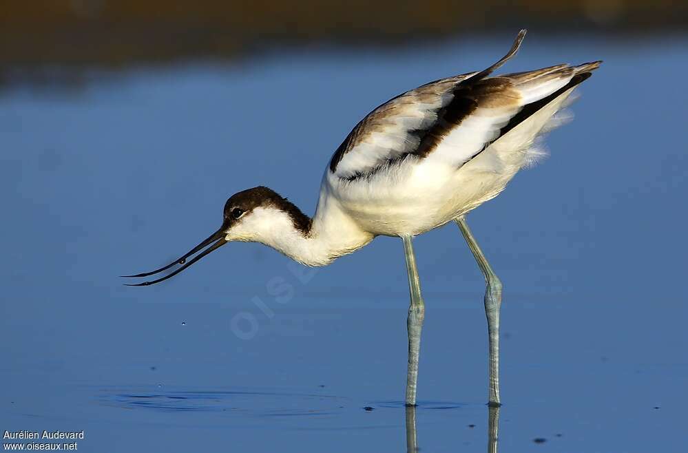 Pied Avocetjuvenile, feeding habits