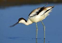 Avocette élégante