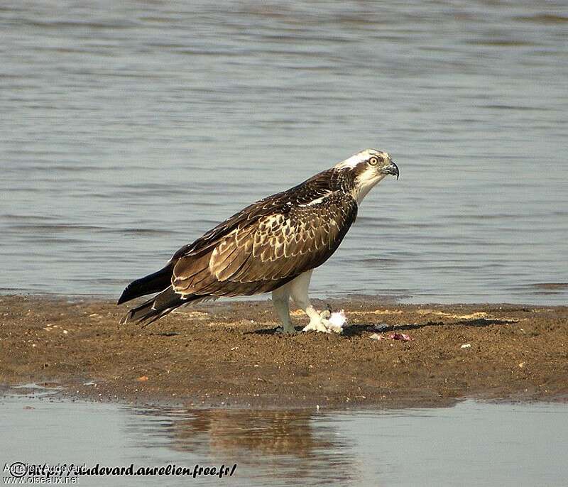 Balbuzard pêcheurimmature