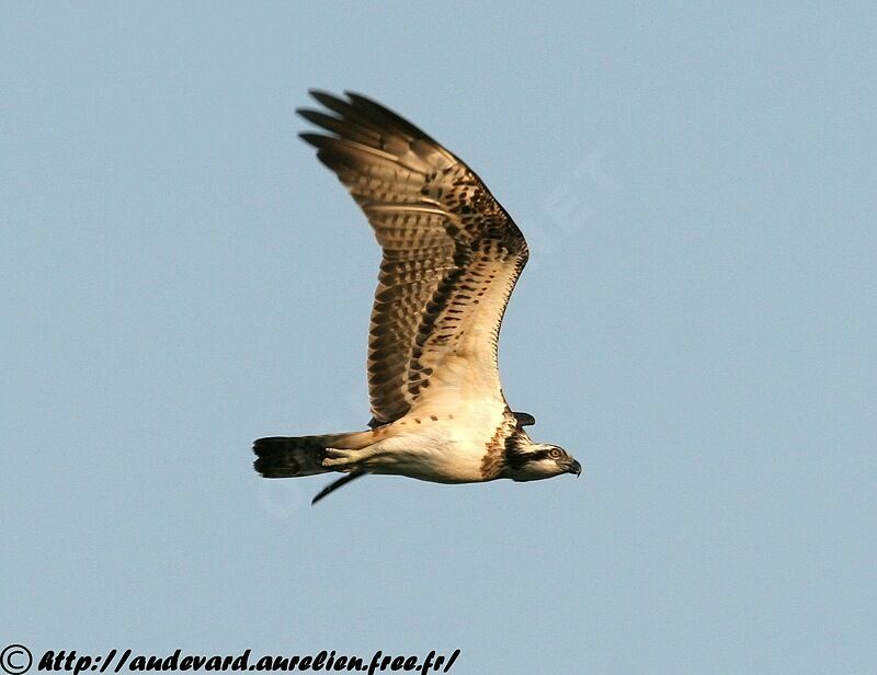 Balbuzard pêcheur1ère année