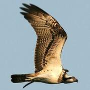 Western Osprey