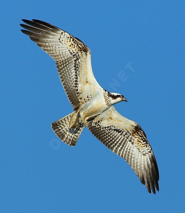 Western OspreyFirst year, Flight