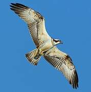 Western Osprey