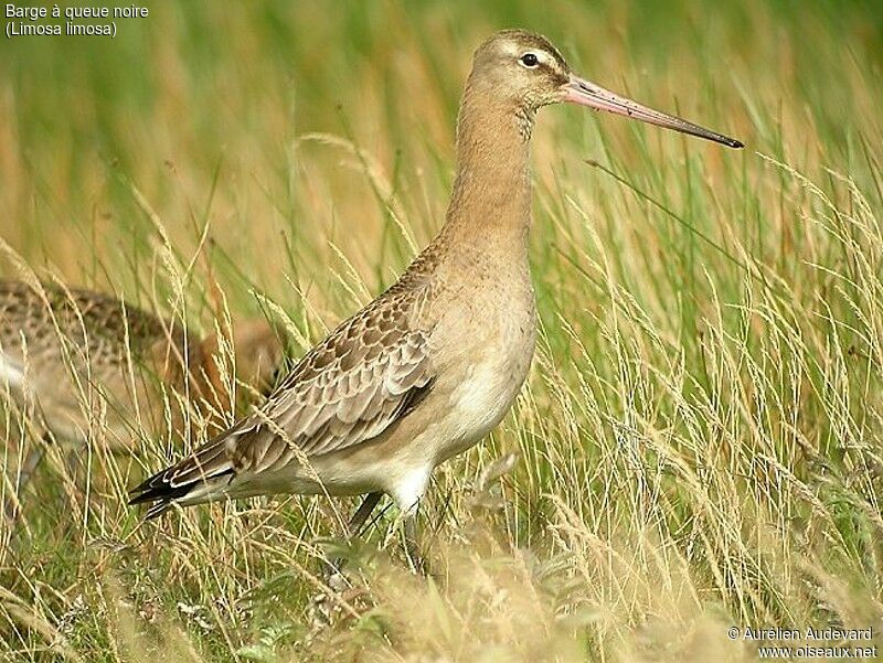 Black-tailed Godwit