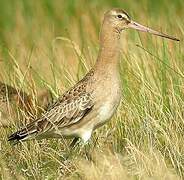 Black-tailed Godwit