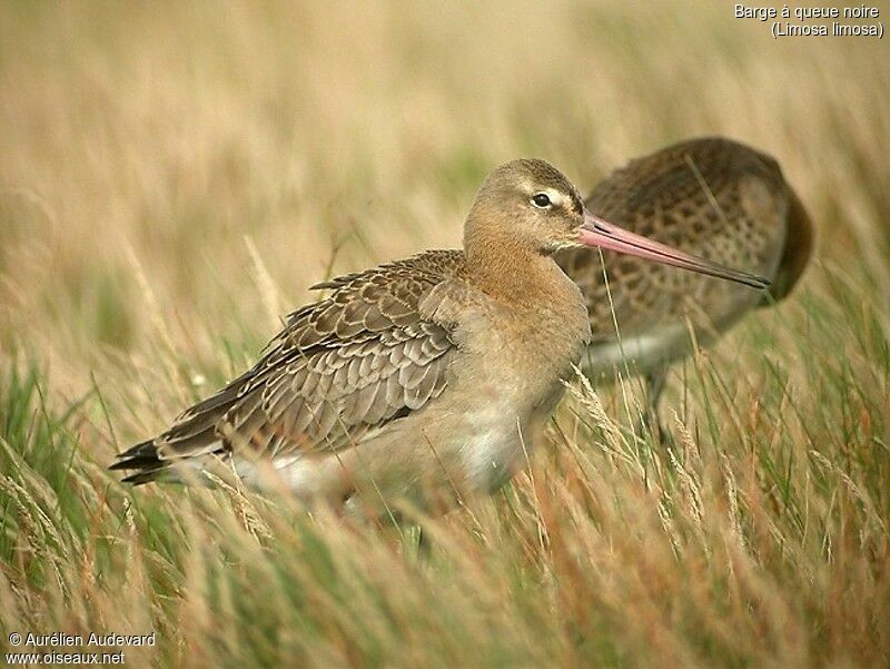 Black-tailed Godwit