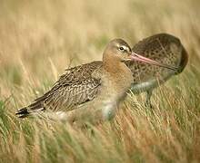 Black-tailed Godwit