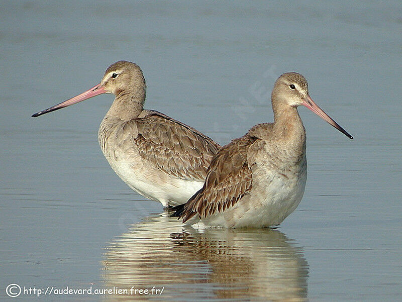 Black-tailed Godwit