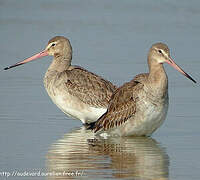 Black-tailed Godwit