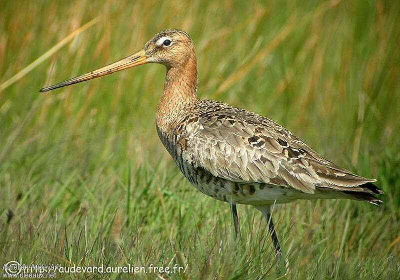 Black-tailed Godwit male adult, close-up portrait